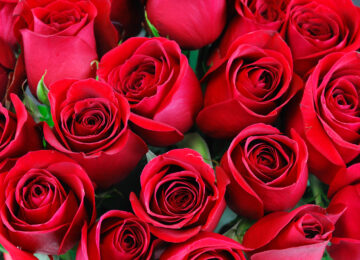 Fresh,Red,Roses,In,A,Bouquet,As,Background